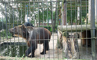 Niedźwiedzie z Braniewa pojadą do Poznania